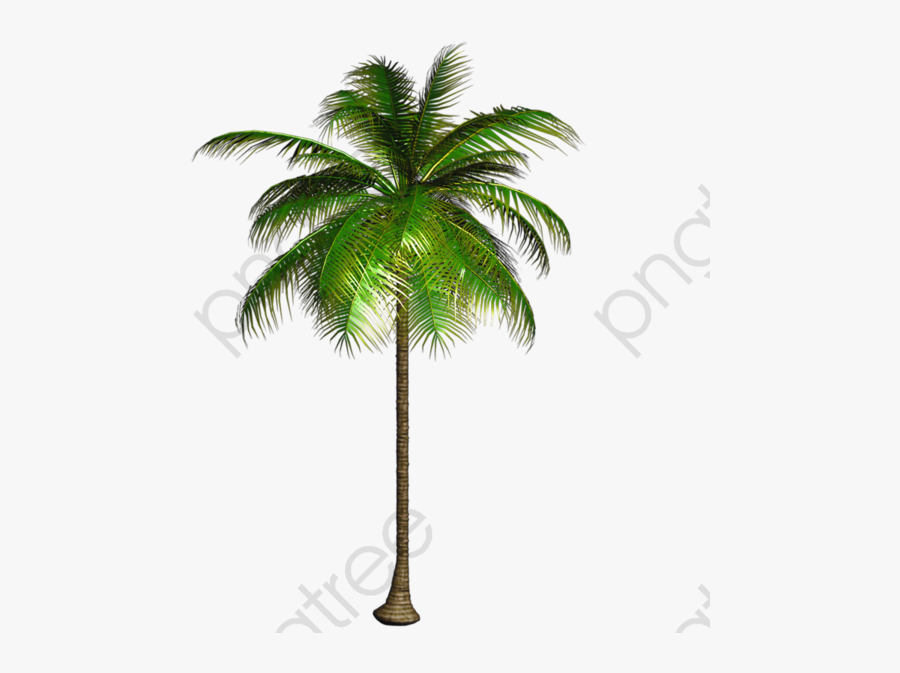 Transparent Coconut Tree Clipart - Coconut Tree Png, Transparent Clipart
