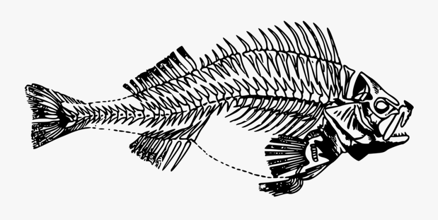 Fish, Perch, Skeleton - Fish Skeleton Transparent, Transparent Clipart