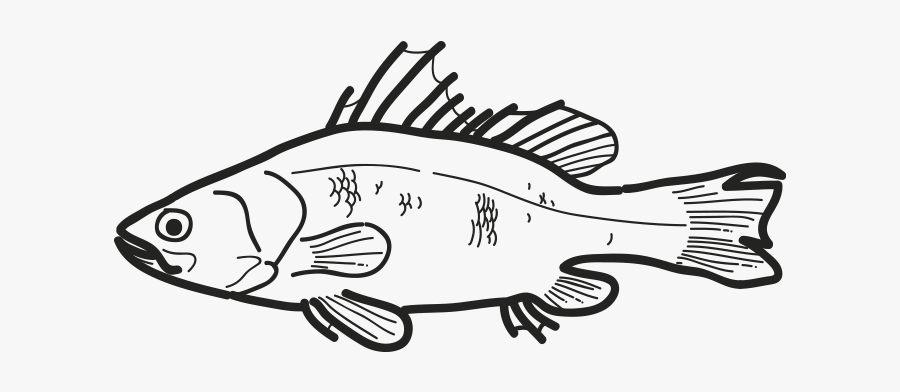 Pez Perca Lates Niloticus - Sea Bass, Transparent Clipart