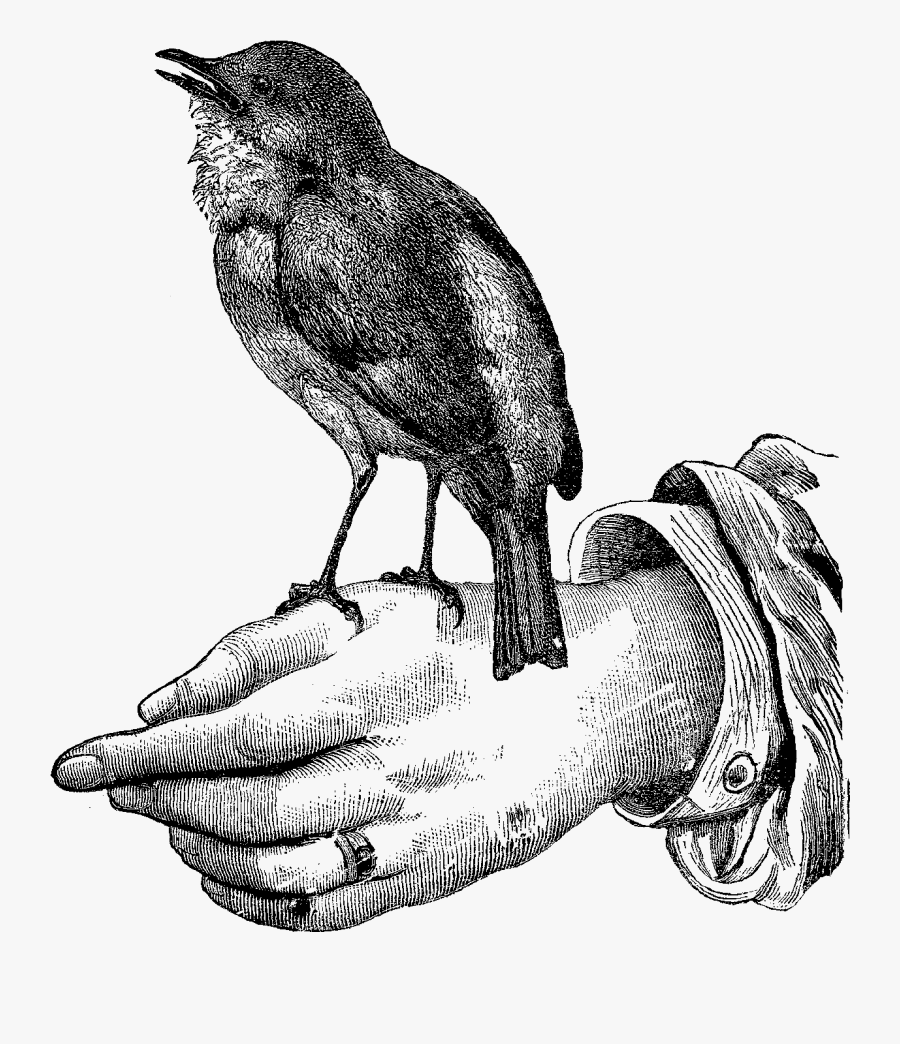 Bird Image Hand Perch - Robin, Transparent Clipart