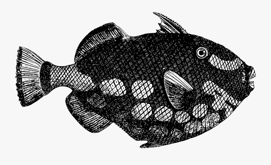 Monochrome - Fish, Transparent Clipart
