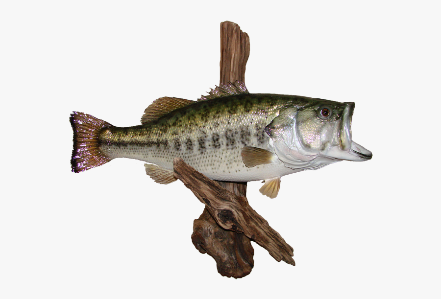 Largemouth Bass Az Wildlife Creations Black Crappie - Northern Largemouth Bass, Transparent Clipart