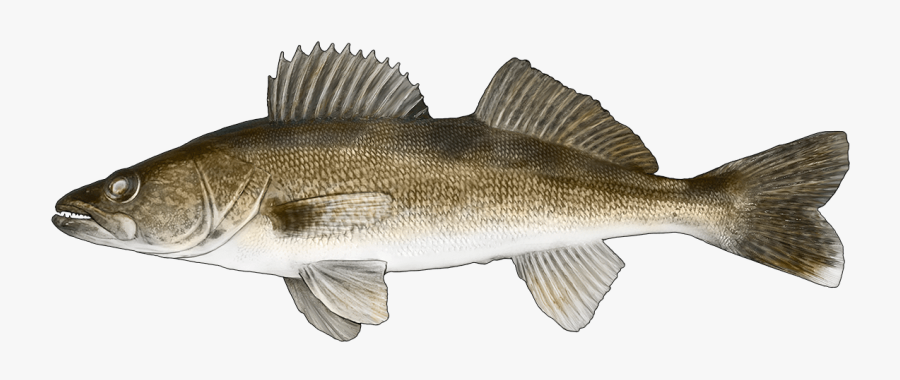 Http - //www - Fishbuoy - Com/images/images/fish Species - Yellow Perch Perca Flavescens, Transparent Clipart