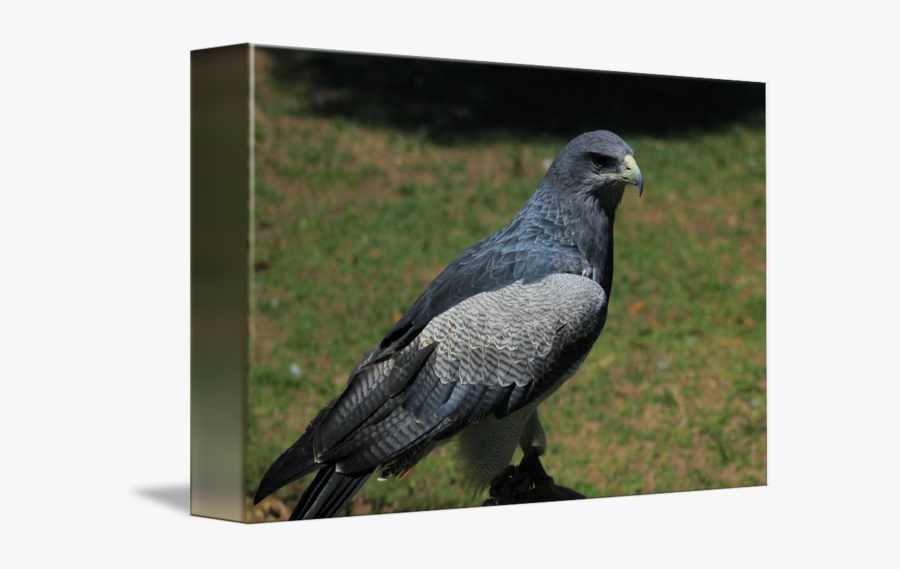 Clip Art Black-chested Buzzard Eagle - Rock Dove, Transparent Clipart