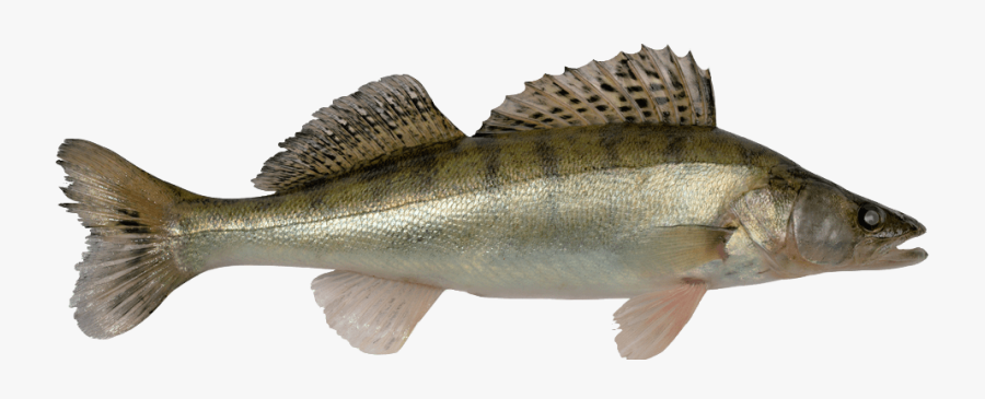 Perch - Walleye Png, Transparent Clipart