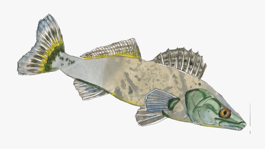 Pike-perch Sander Lucioperca - Gulf Flounder, Transparent Clipart