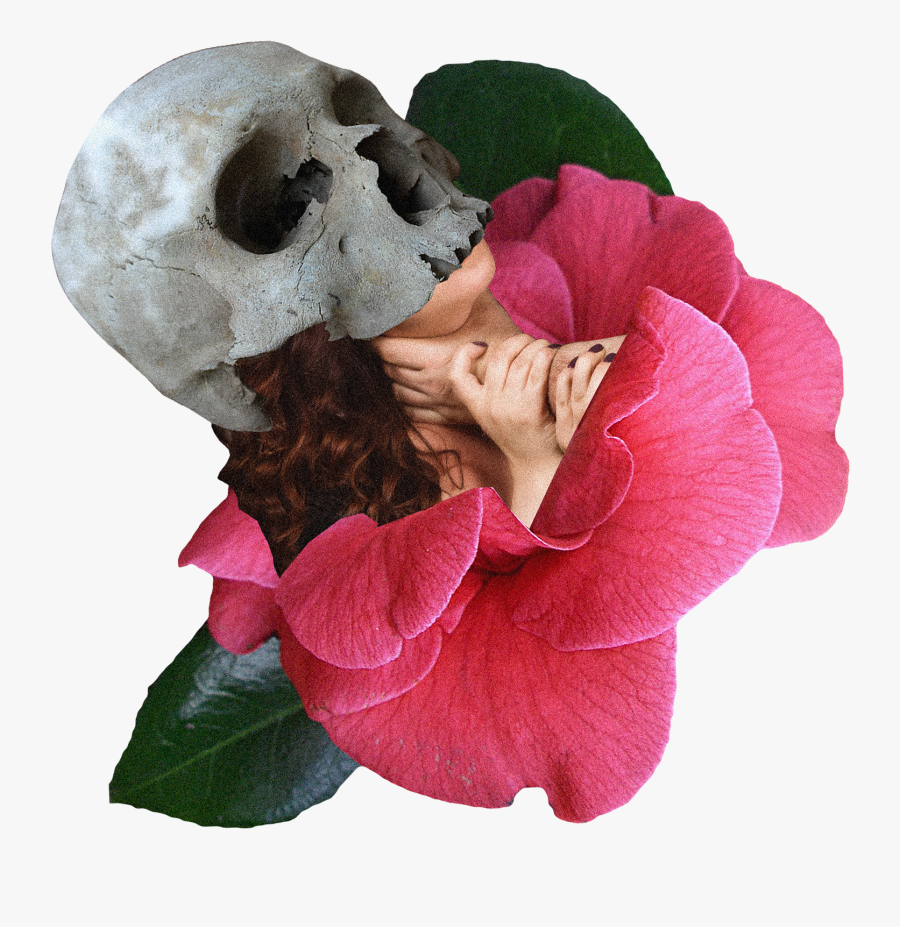 Transparent Choking Png - Garden Roses, Transparent Clipart