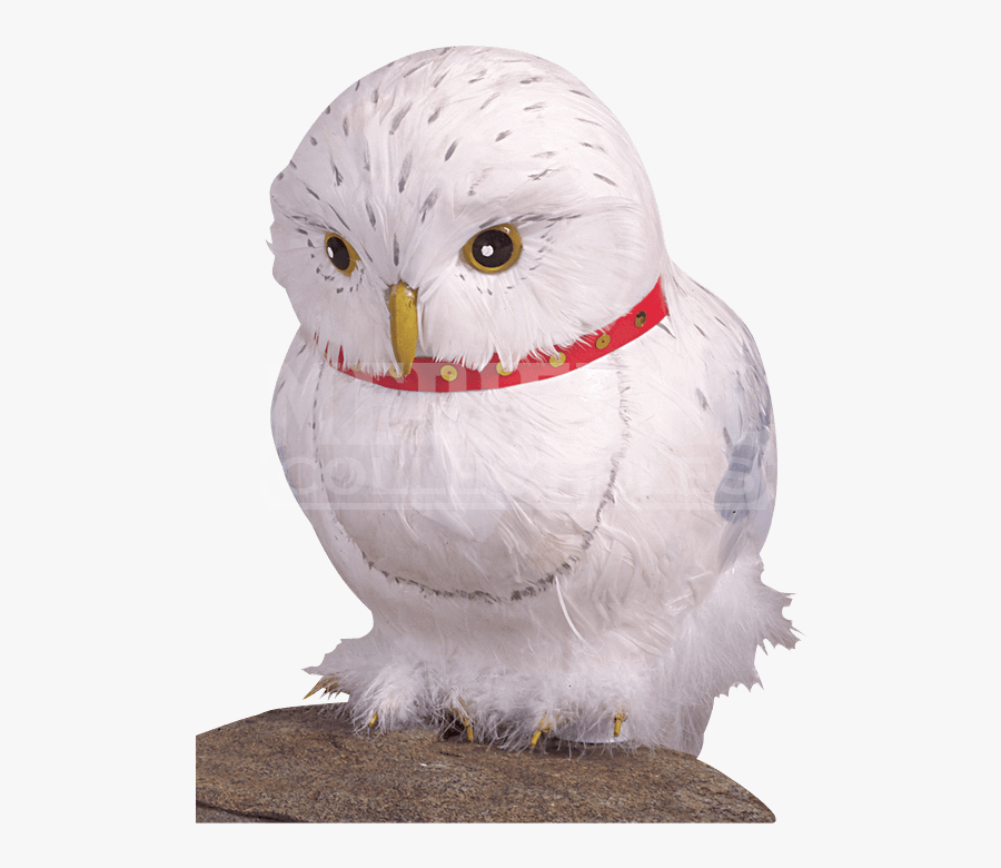 Harry Potter Snowy Owl, Transparent Clipart