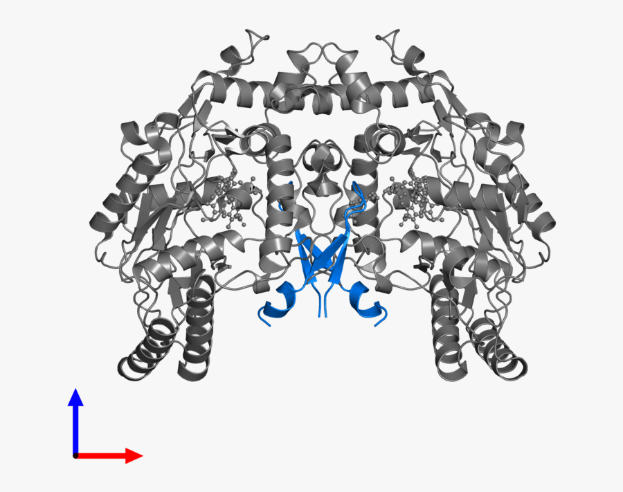 Endothelial Nitric Oxide Synthase, Transparent Clipart