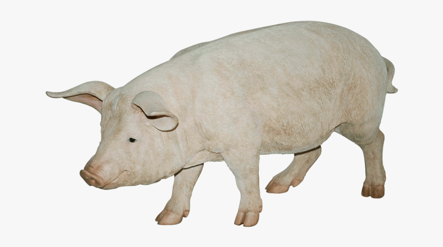 Real Pig No Background, Transparent Clipart