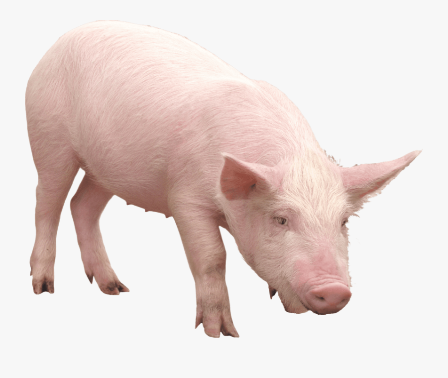 Pink Pig - Pig Png, Transparent Clipart