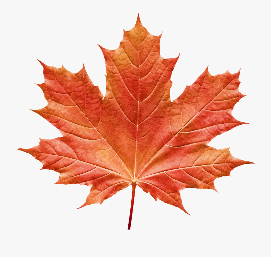 Vermont Maple Festival Maple Leaf Clip Art Image Portable - Maple Leaf No Background, Transparent Clipart