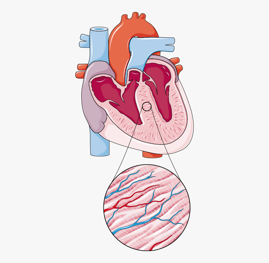 Kruppel Like Factor, Transparent Clipart