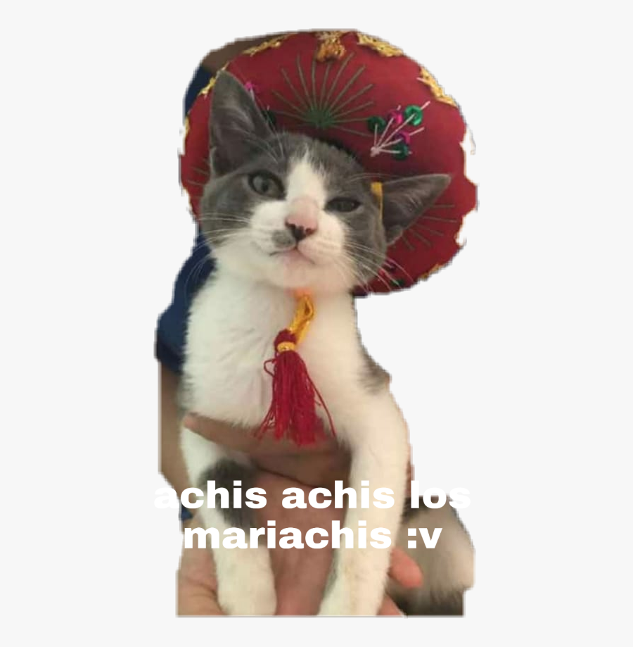 Michi Mariachi Freetoedit - Kitten, Transparent Clipart