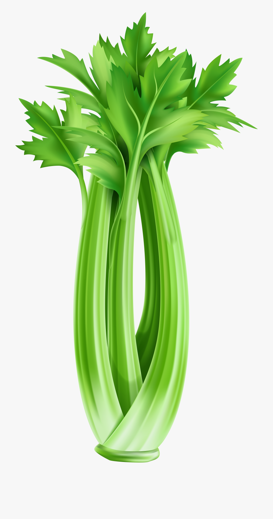 Clip Art Celery Clipart - Celery Clipart Png, Transparent Clipart