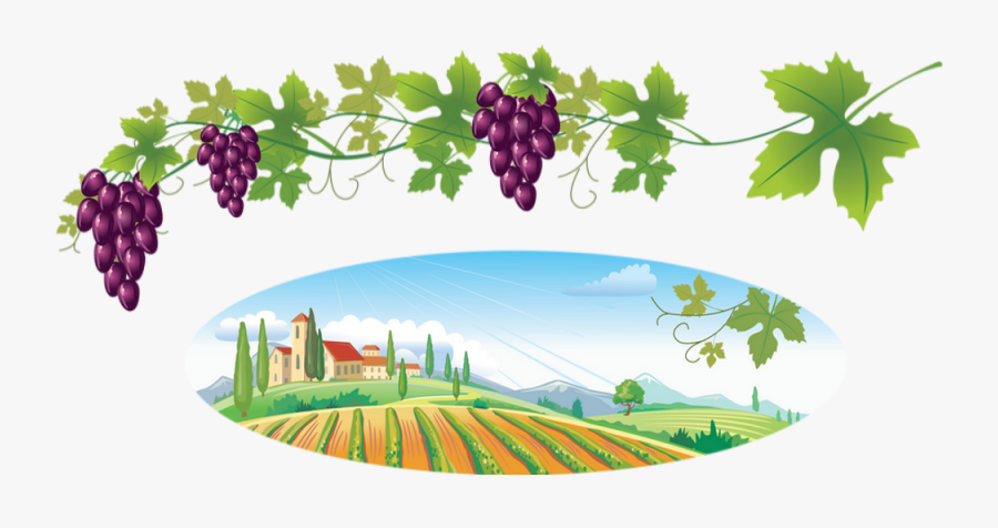 Vigne, Raisin - Transparent Background Grape Vine Png, Transparent Clipart