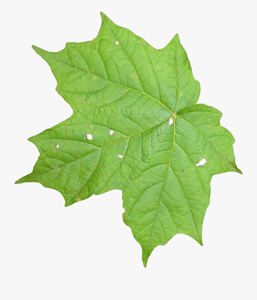 Leaf Texture Mapping Vine - Transparent Ivy Leaf Png, Transparent Clipart