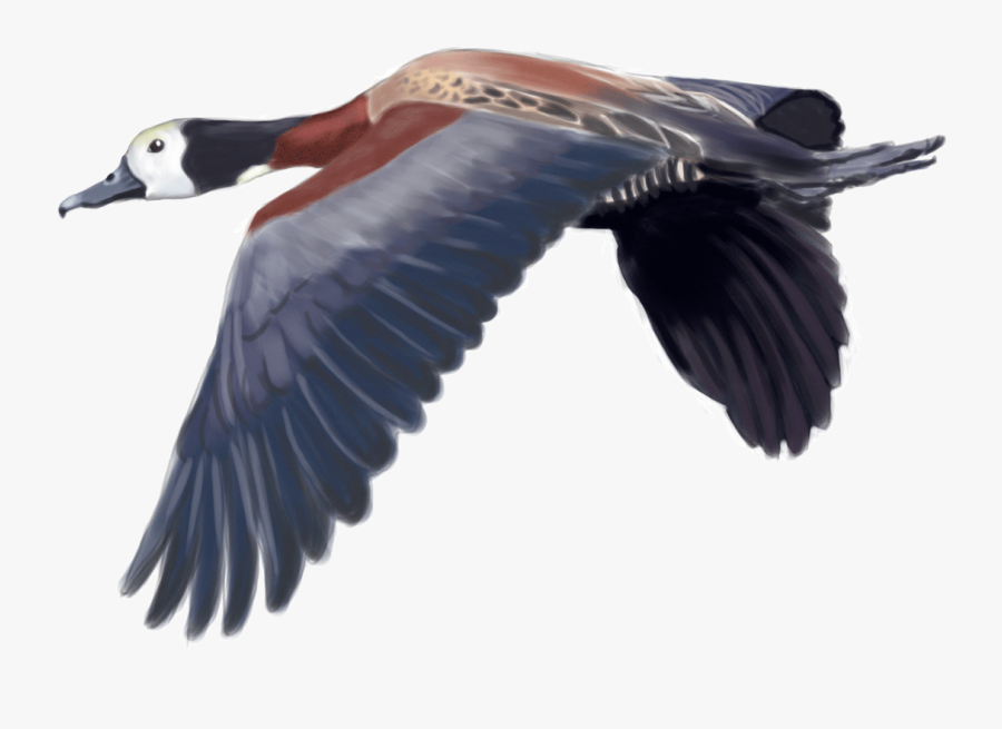 Transparent Duck Hunt Duck Png - Whistling Duck Png, Transparent Clipart
