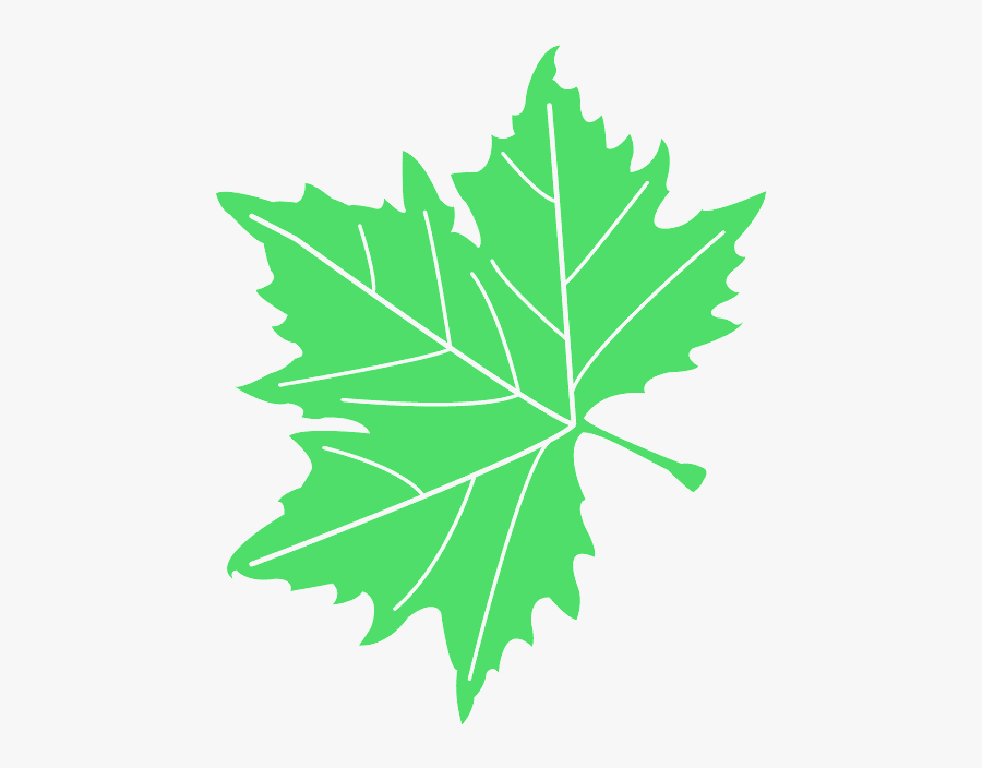 American Sycamore Leaf, Transparent Clipart