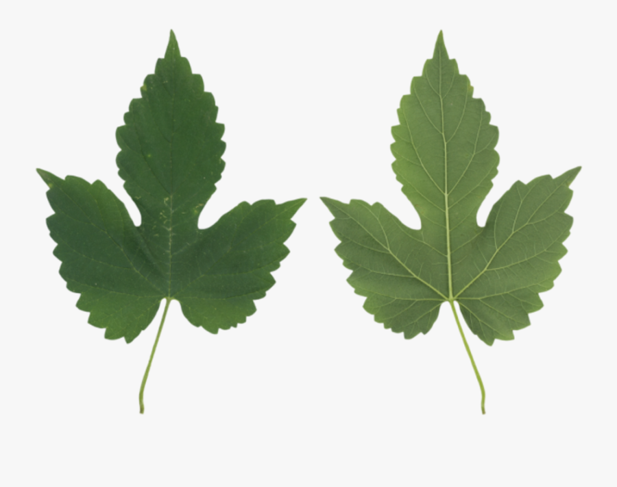 Leaf Maple Leaf- - Maple Leaf, Transparent Clipart
