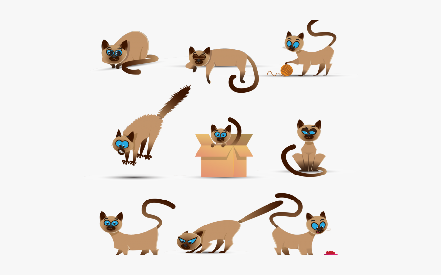 Siamese Cat, Transparent Clipart