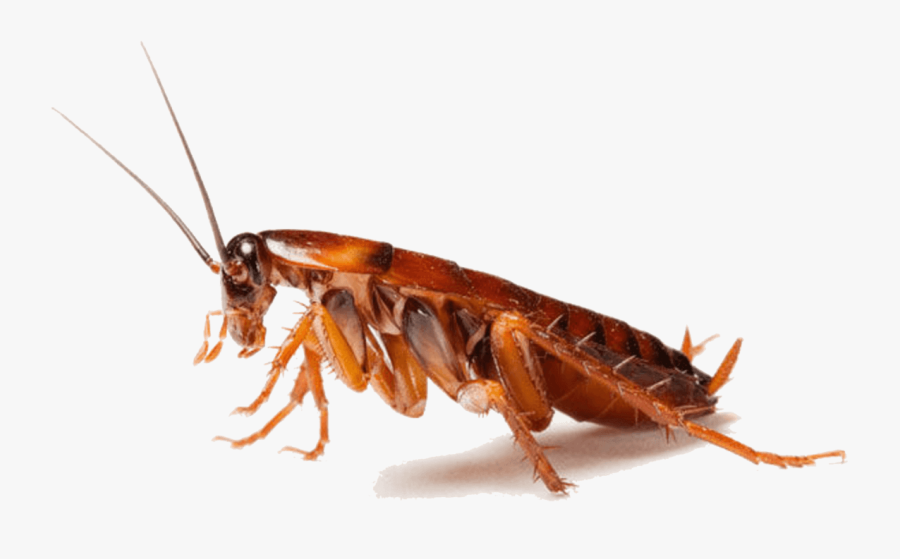 Cockroach Insect Pest Control - Cockroaches Png, Transparent Clipart