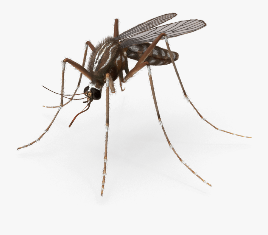 Mosquito Pest Control Royalty-free Insect - Mosquito Png, Transparent Clipart