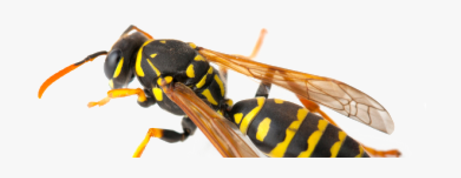 Clip Art Picture Of A Wasp - Hornet, Transparent Clipart