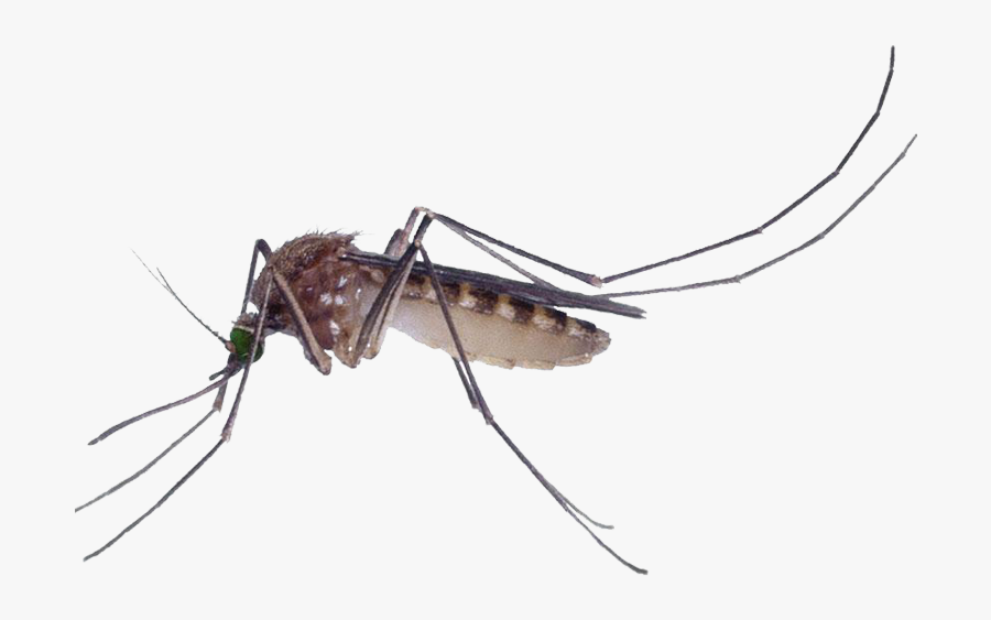 Marsh Mosquitoes Pest Control Culex Pipiens Fly - Mosquitoes Png, Transparent Clipart