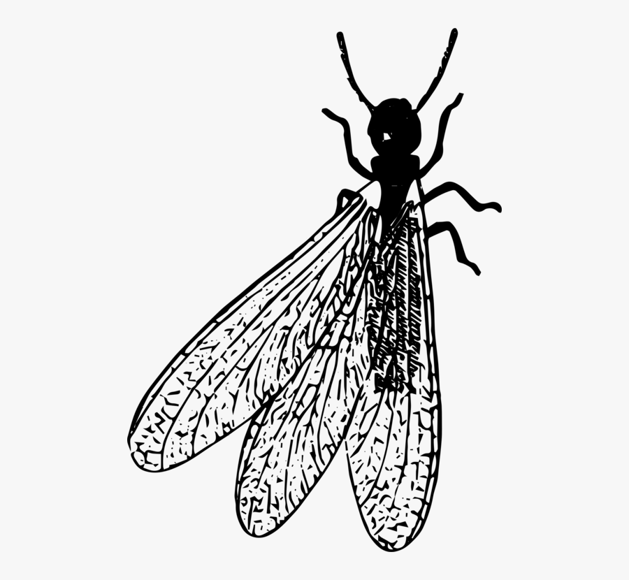 Monochrome - Termites Black And White Clip Art, Transparent Clipart