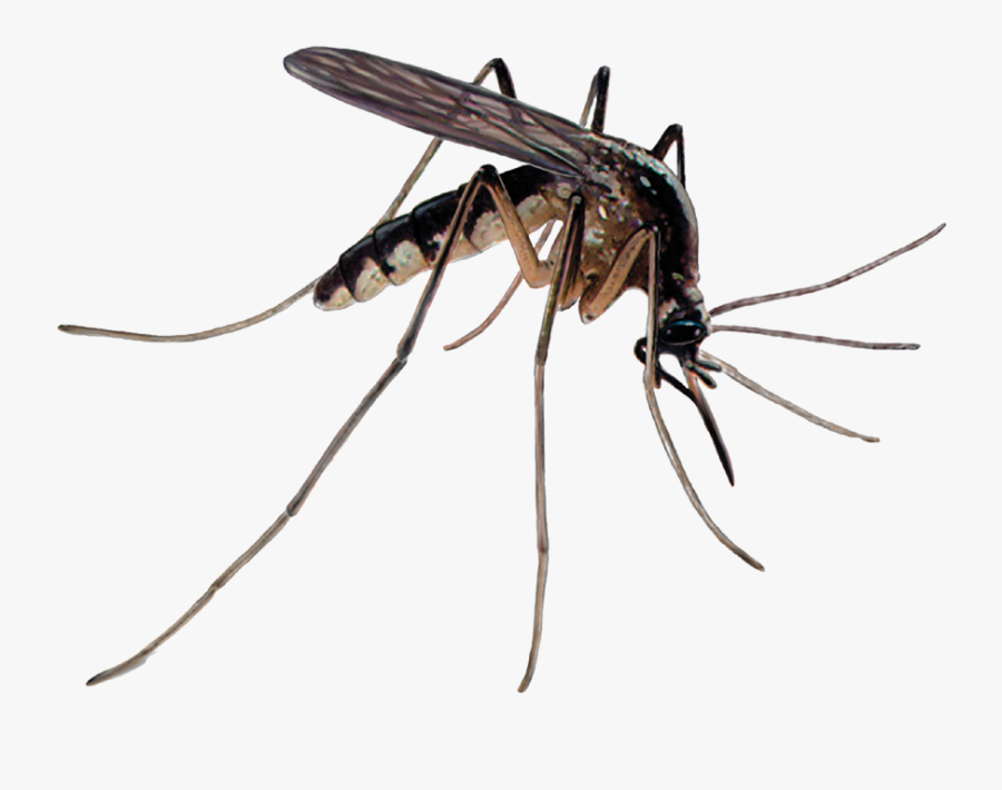 Mosquito Control Pest Control Insecticide - Mosquito, Transparent Clipart