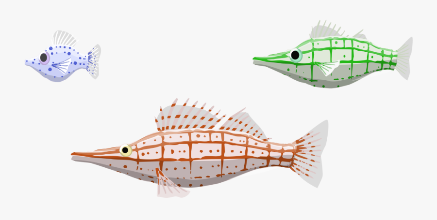 Image Description - Bony-fish, Transparent Clipart