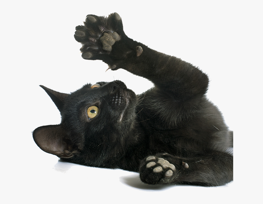Transparent Scratches Cat - Black Cat Claw, Transparent Clipart