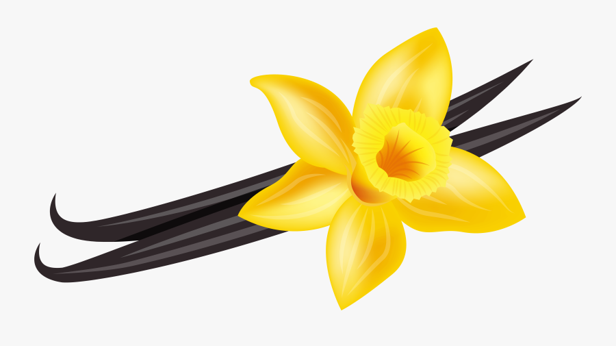 Vanilla Png Clip Art Image - Vanilla Clipart Png, Transparent Clipart