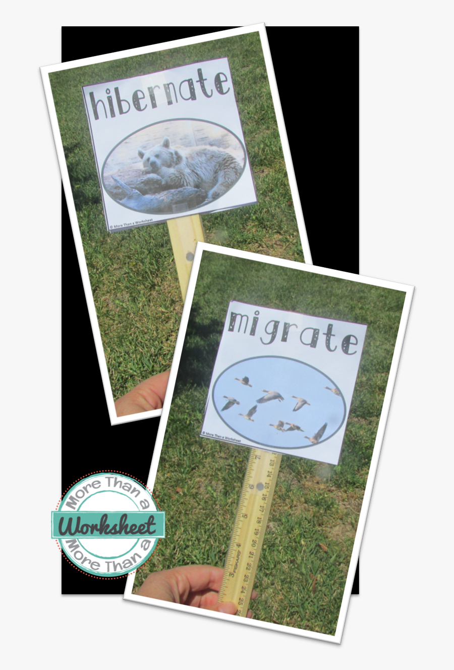 Grass, Transparent Clipart