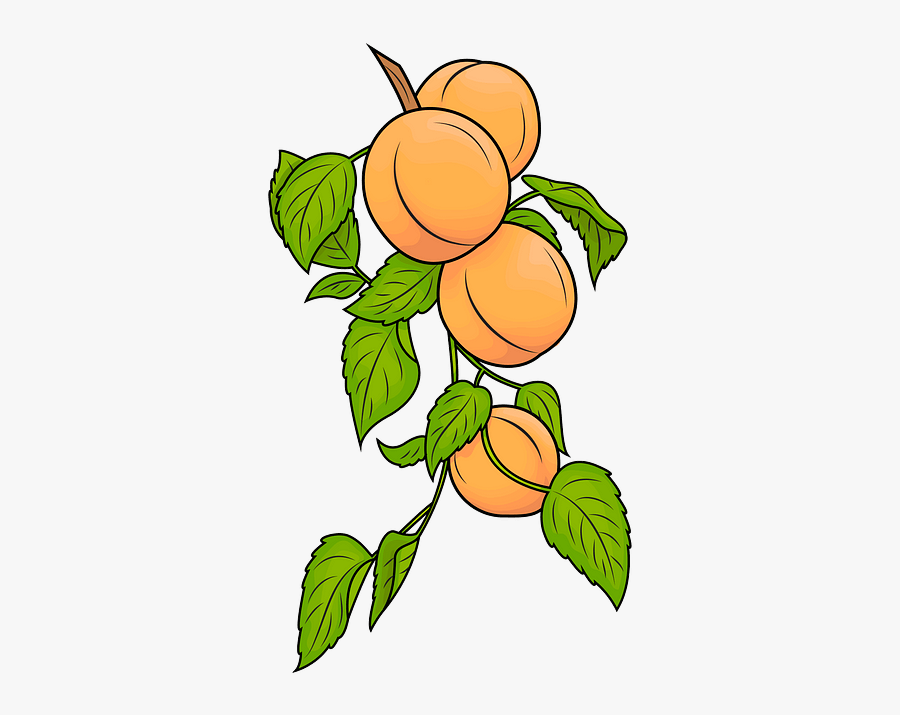 Apricots Vector, Transparent Clipart