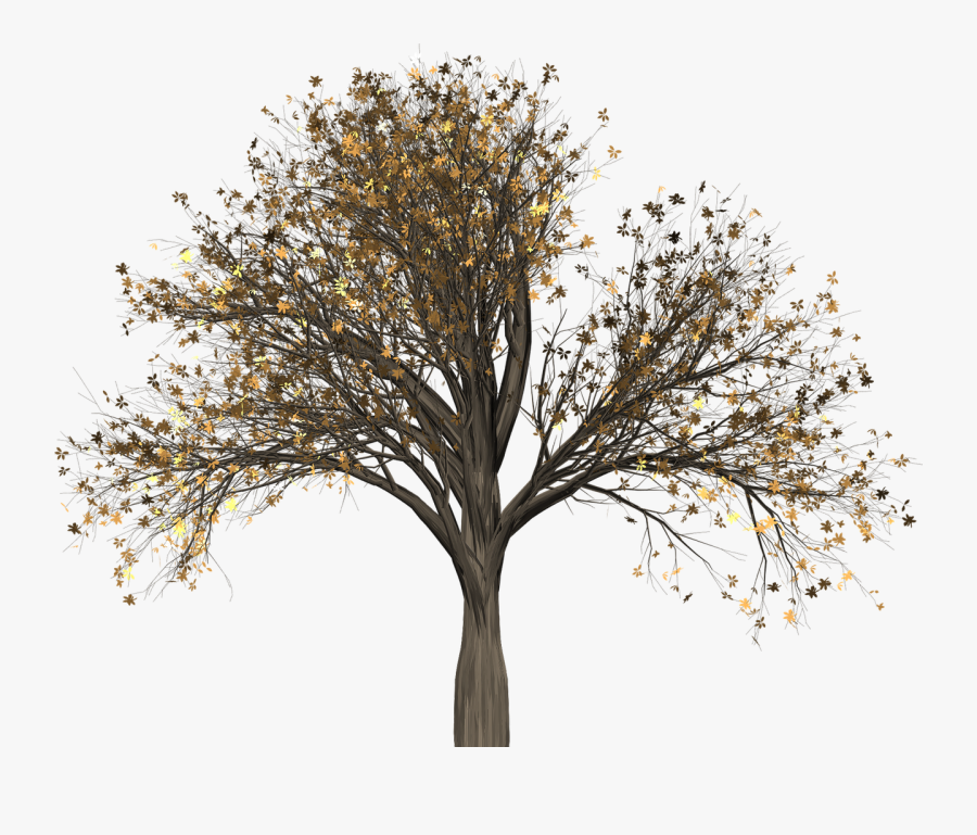 Tree Aesthetic Transparent, Transparent Clipart