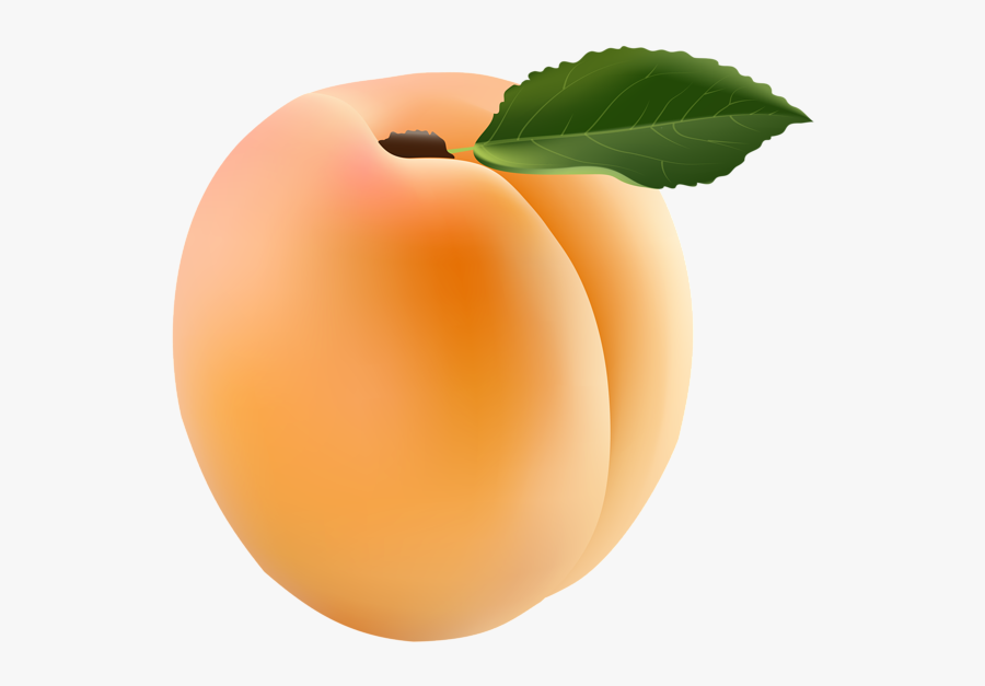Peach Clipart Apricot - Apricot Clipart, Transparent Clipart