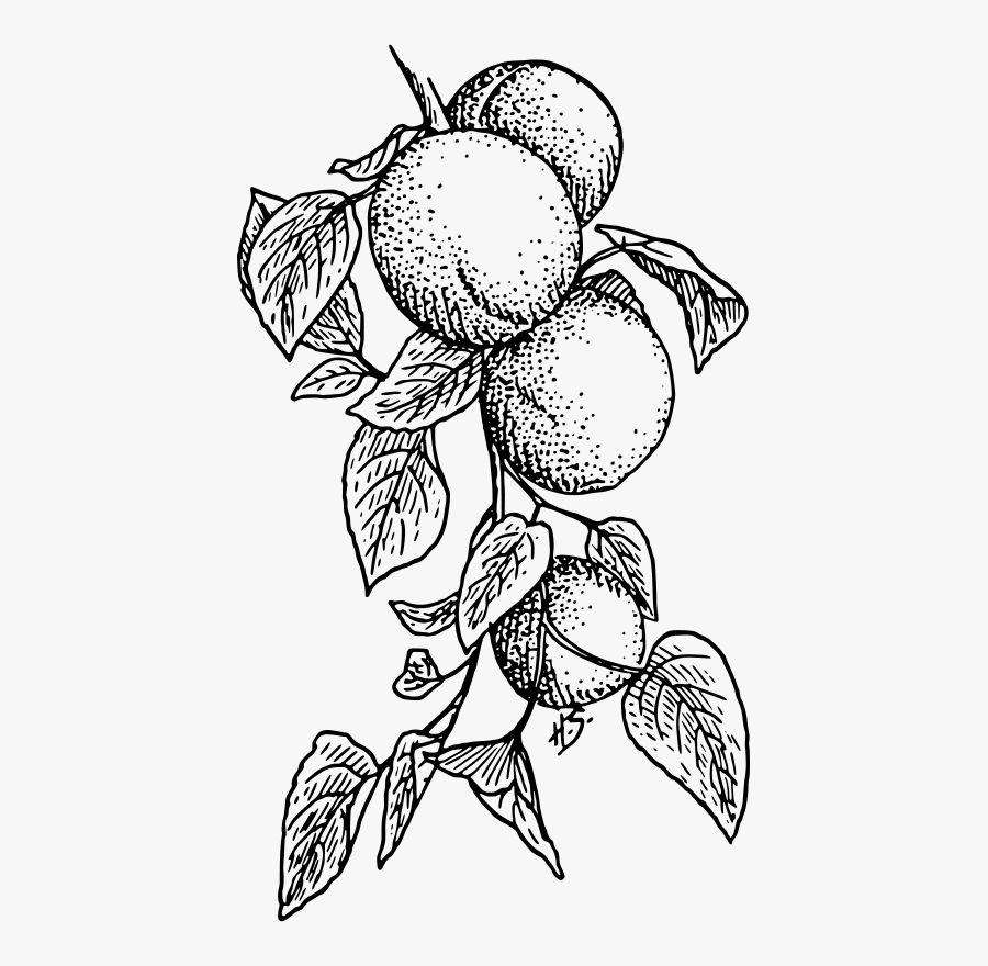 Apricot - Apricot Clipart, Transparent Clipart