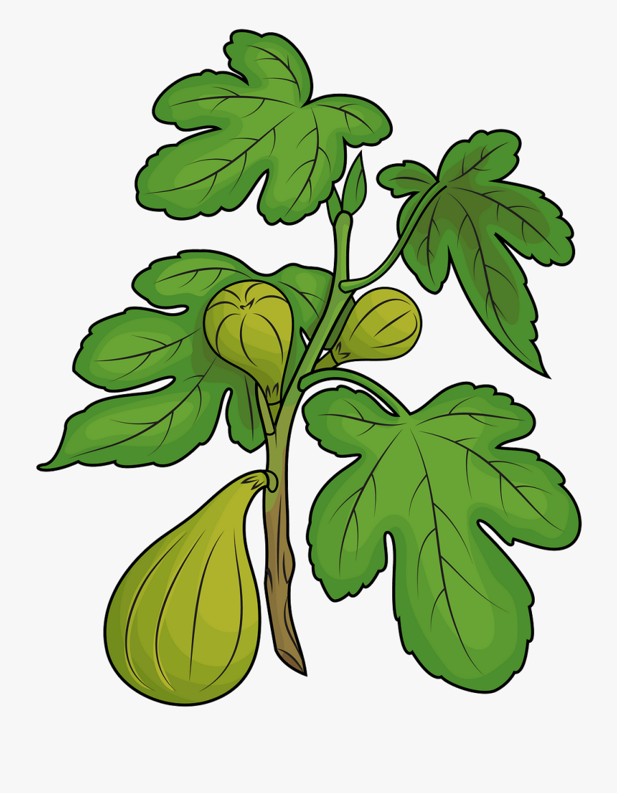 Clip Art, Transparent Clipart