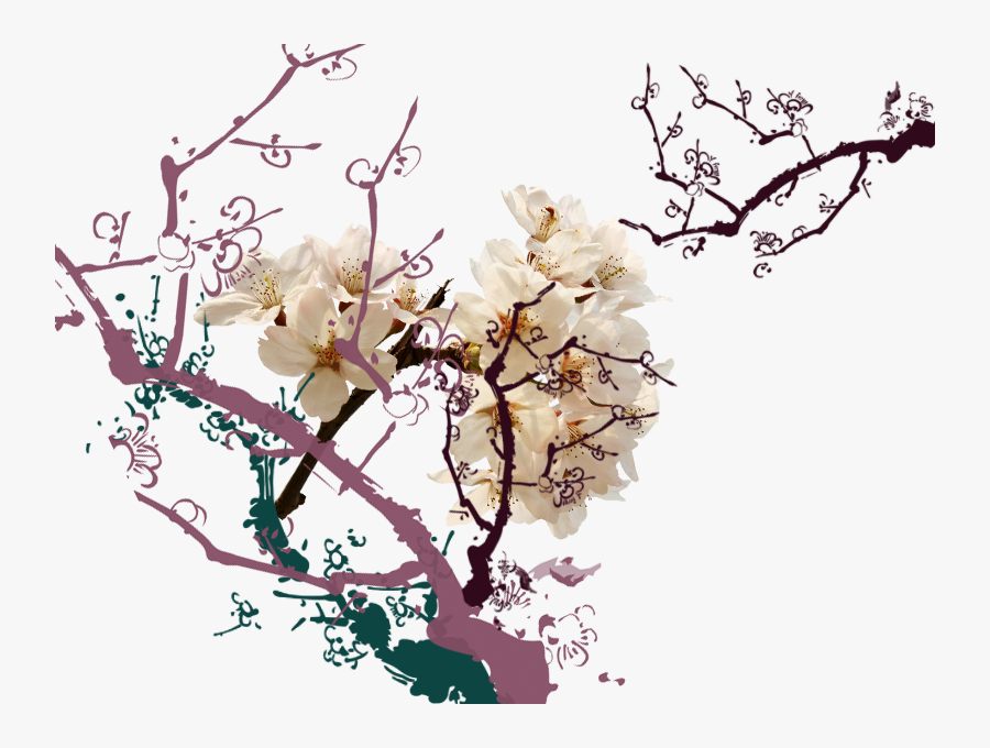 Clip Art Petal White Open Branches - Cherry Blossom, Transparent Clipart
