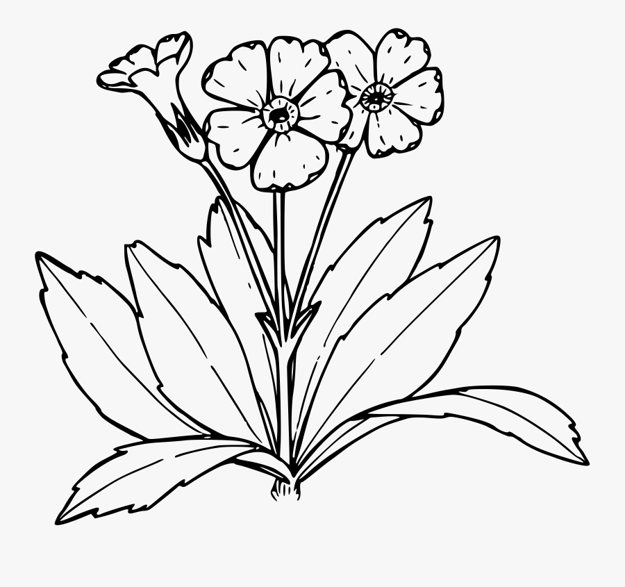 Nevada Primrose Clip Arts - Primrose Flower Clipart Black And White, Transparent Clipart