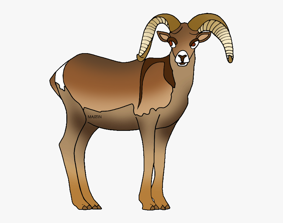 Dall Sheep Clipart Ram Pencil And In Color Dall Sheep - Bighorn Sheep Clipart, Transparent Clipart
