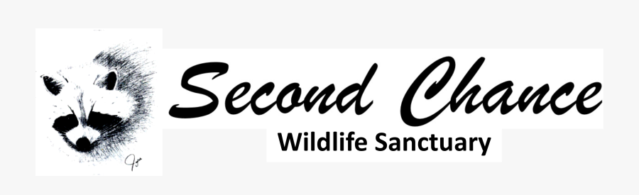 Calligraphy, Transparent Clipart