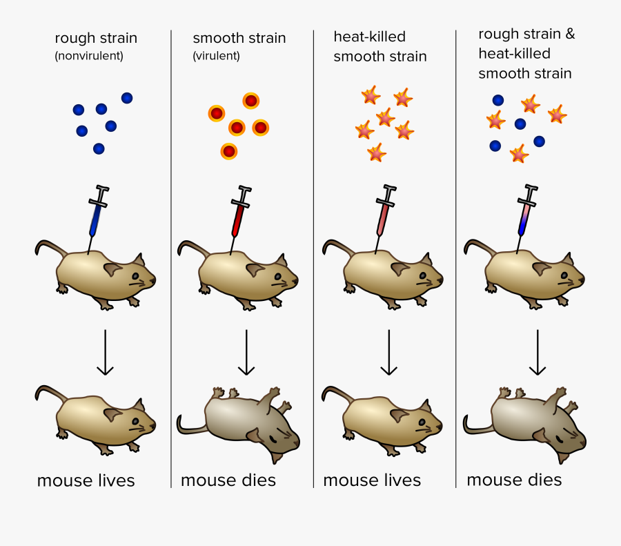 Recombination Examples In Animals, Transparent Clipart