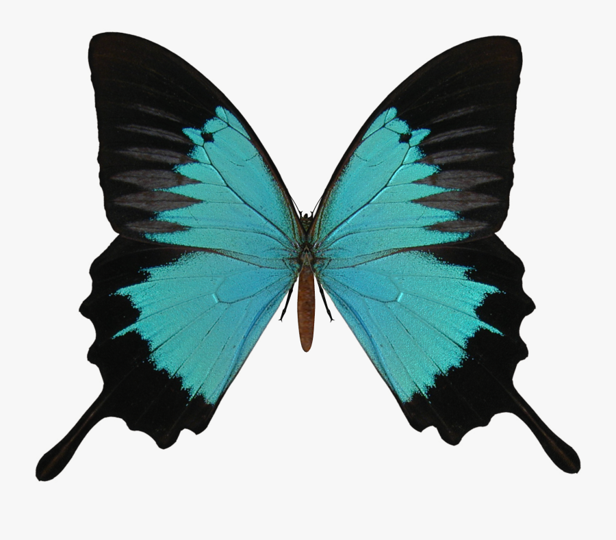 Butterfly Png Image - Butterfly Vector Transparent Background, Transparent Clipart