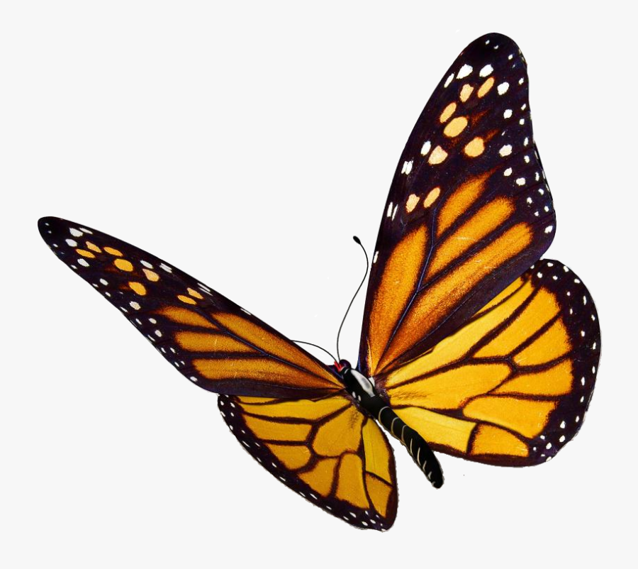Clip Art Transparent Png Pictures Free - Transparent Background Butterfly Clipart, Transparent Clipart