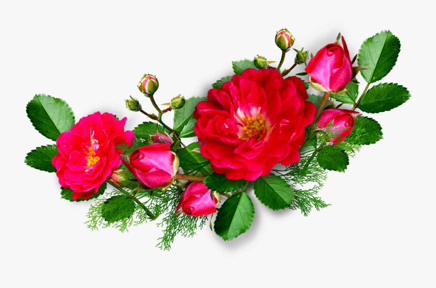 Deep Pink Rose - Garden Roses, Transparent Clipart