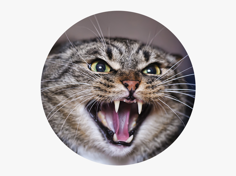 Angry Adult Tabby Cat - Aggressive Cat, Transparent Clipart