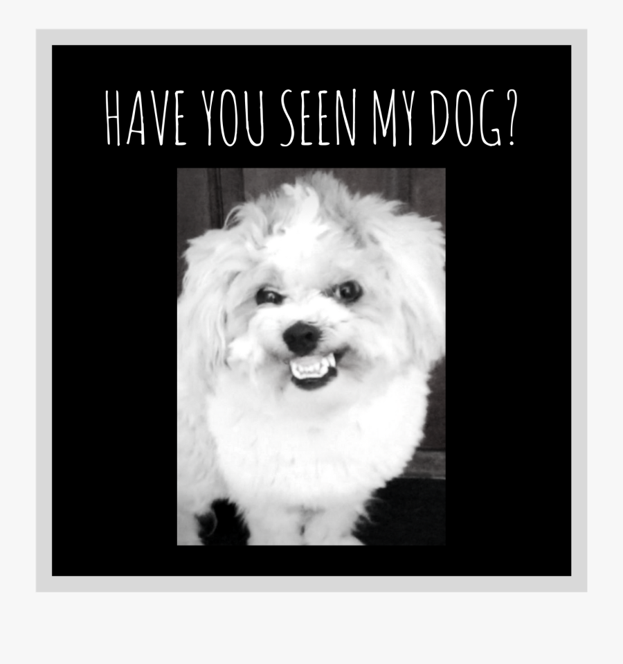 Clip Art Have You Seen My - Maltese, Transparent Clipart